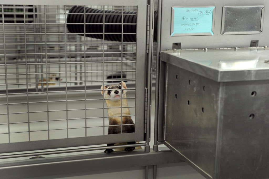 Ferret Endangered Captivity Clone