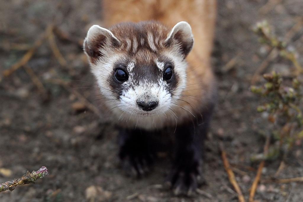 Black-footed Ferret cloned