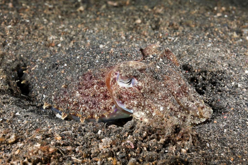 Cuttlefish Marshmallow Test Successful
