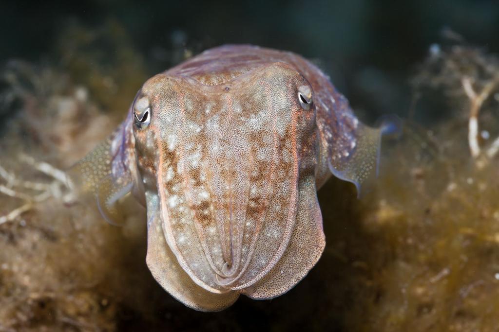 Cuttlefish Marshmallow Experiment Smart