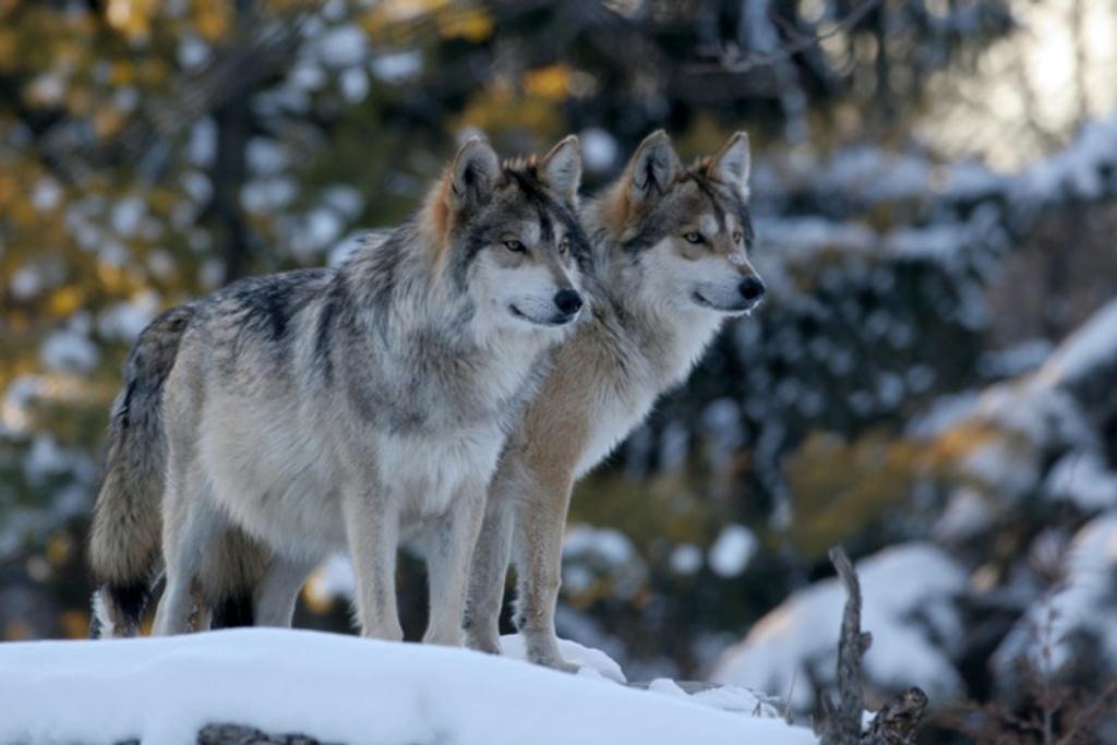 Wolves World's Deadliest Animals