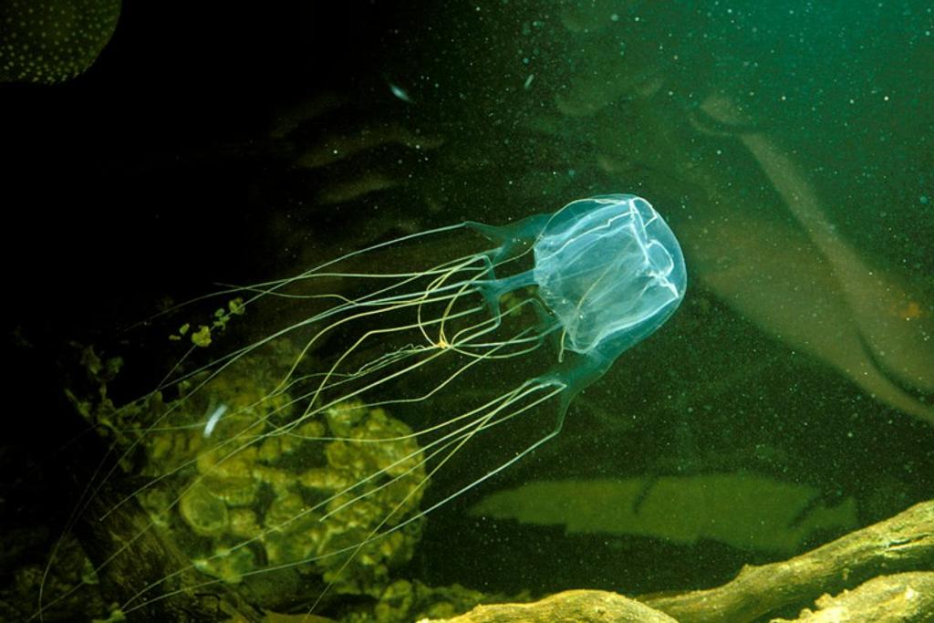 Box Jellyfish Deadliest Creatures