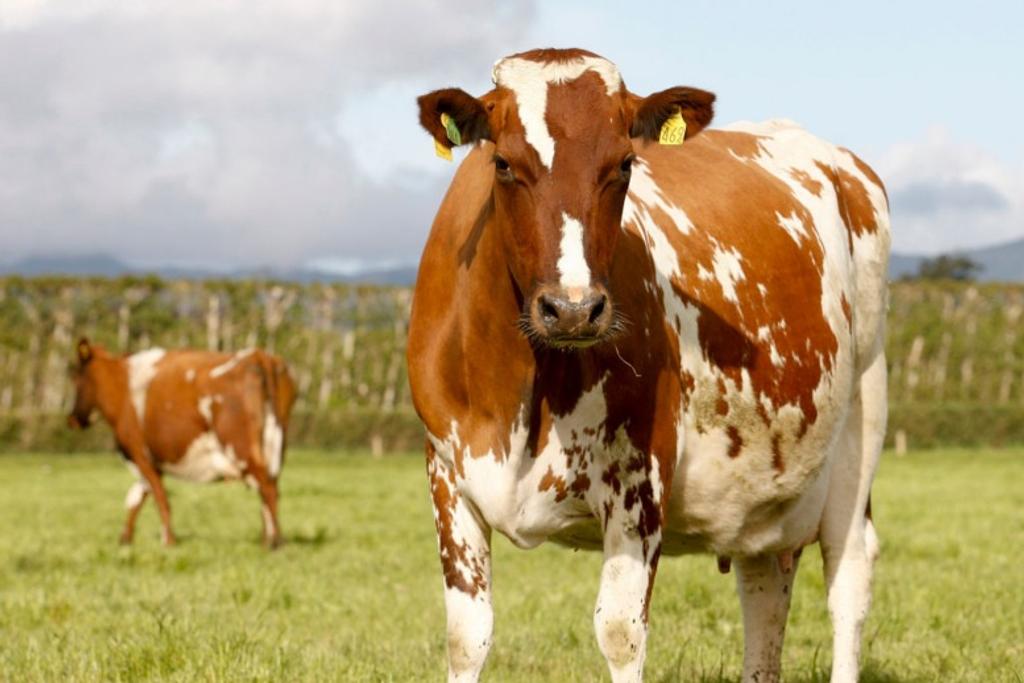 Cows World's Deadliest Animals