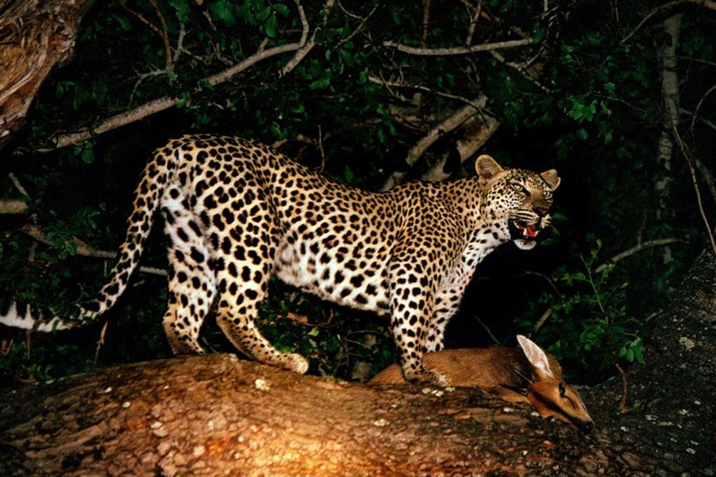 Leopards World's Deadliest Animals