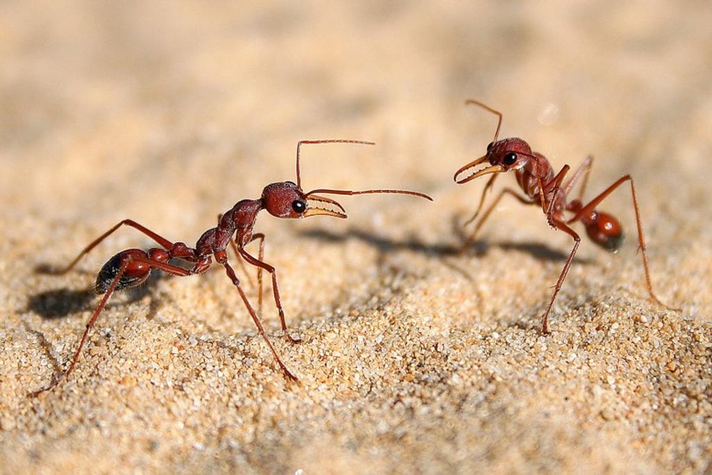 Bulldog Ant Deadly Creature