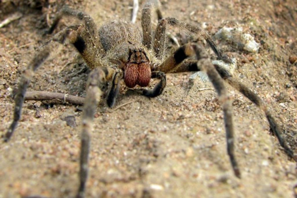 Brazilian Wandering Spider Deadly