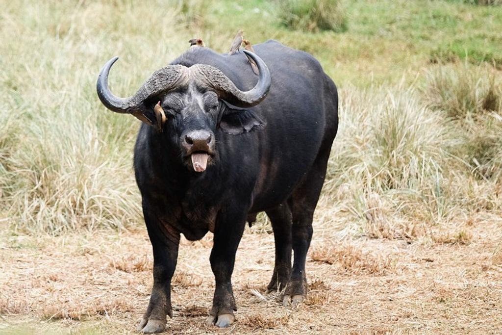 Cape Buffalo Dangerous Animals
