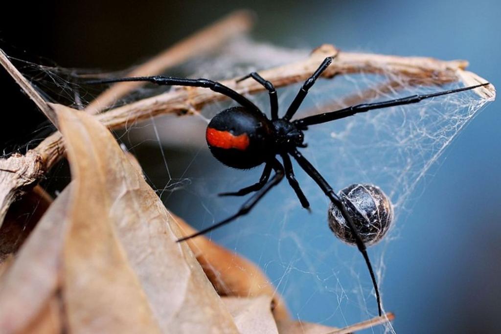 Spiders Deadliest Creatures Ranked