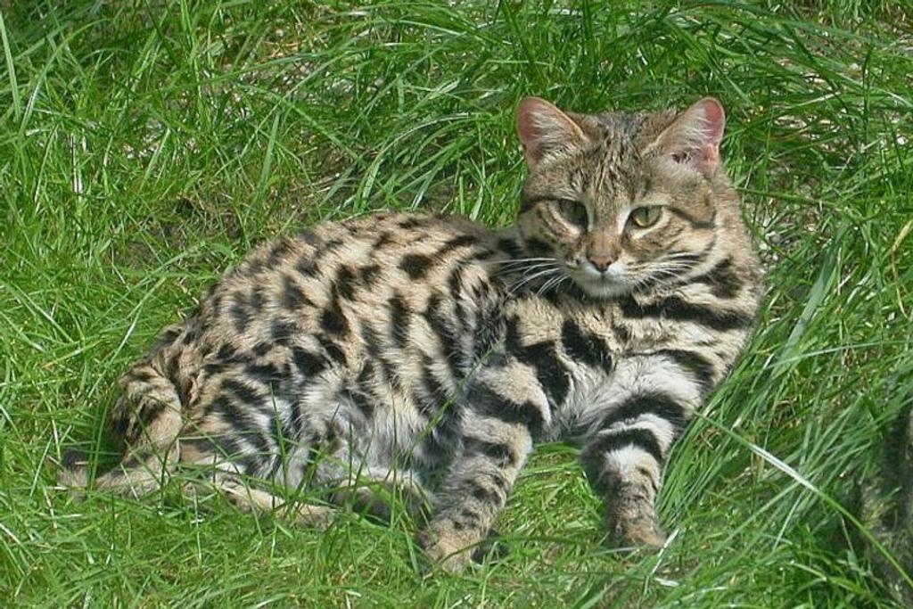 Deadly Black-Footed Cat