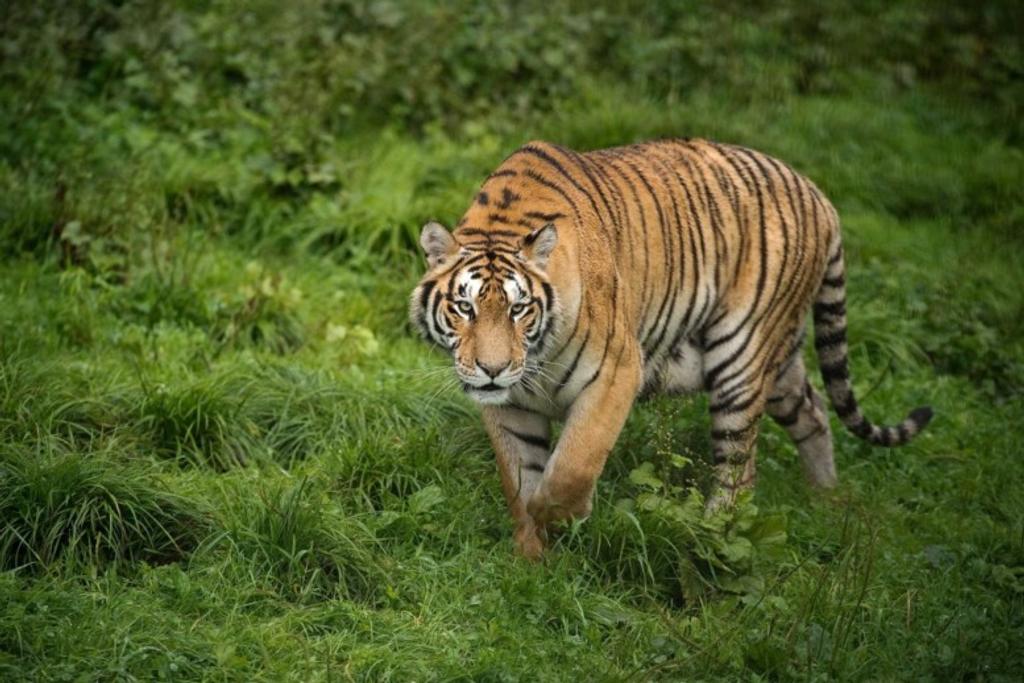 Tigers World's Deadliest Creatures