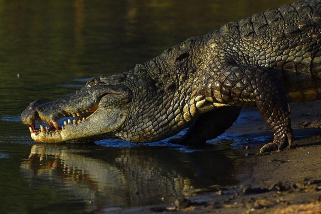 Crocodiles Most Dangerous Creatures