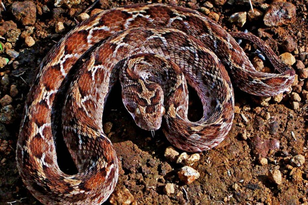 Snakes World's Deadliest Creatures