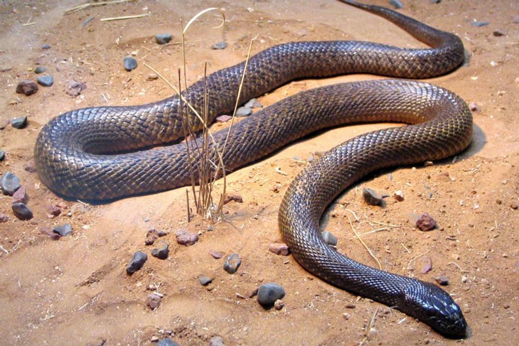 Inland Taipan Snake Deadly