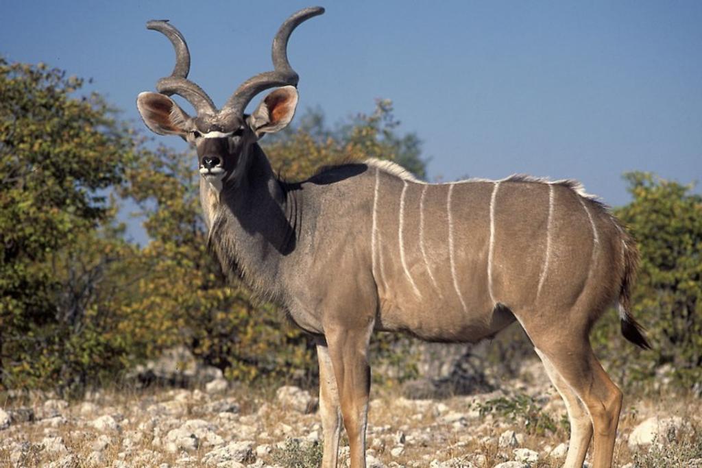Kudu World's Deadliest Creatures