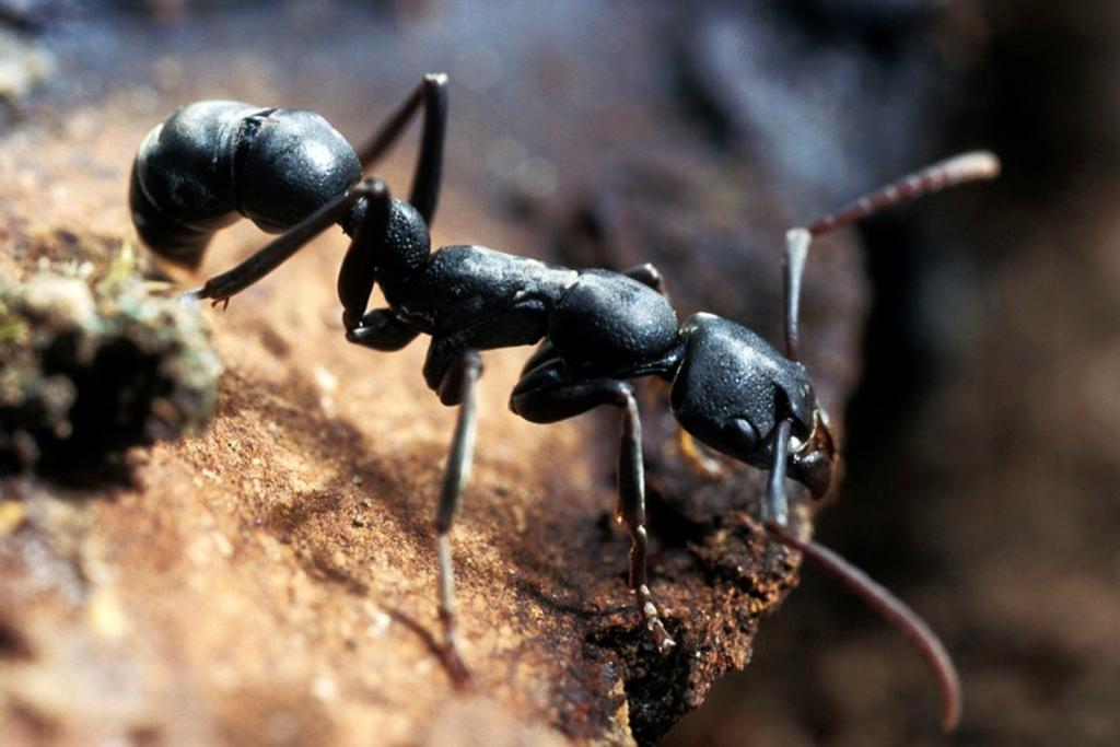 Ants Dangerous Creatures Ranked