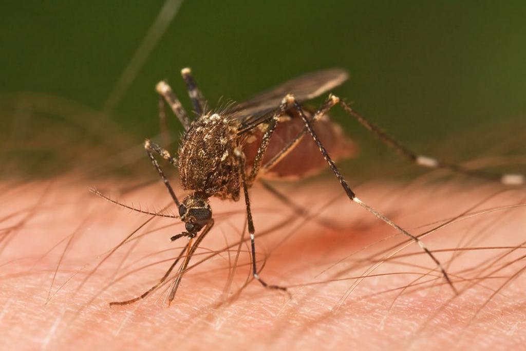 Mosquitoes Deadliest Creatures Ranked