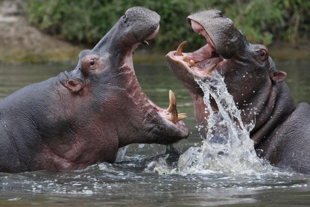 Hippopotamuses World's Deadliest Animals