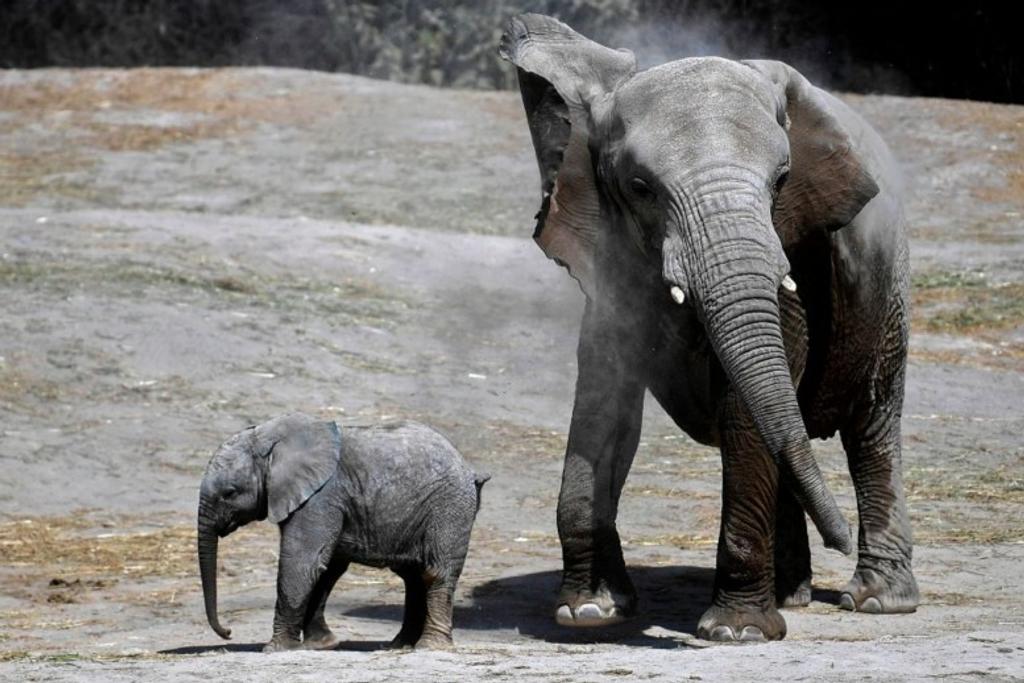 Elephants Dangerous Animals Ranked