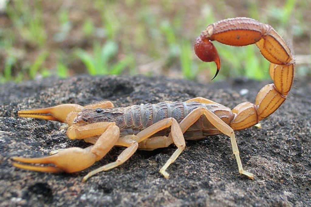 Scorpions Deadliest Creatures Ranked