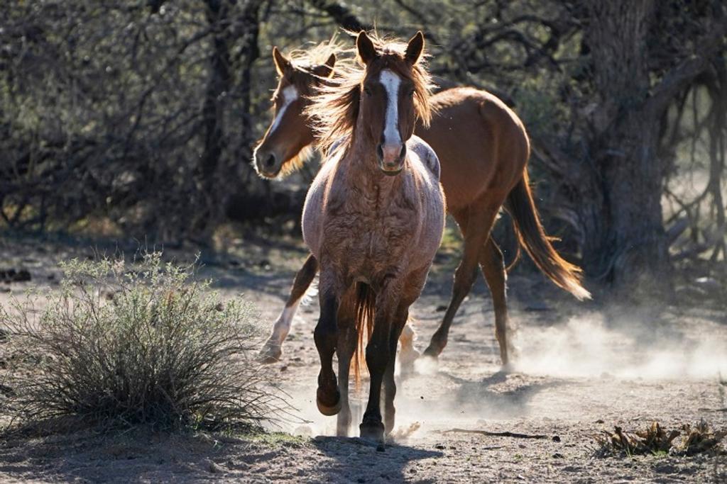 Horses Dangerous Animals Ranked