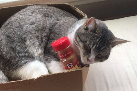 TikTok Cinnamon Obsessed Cat