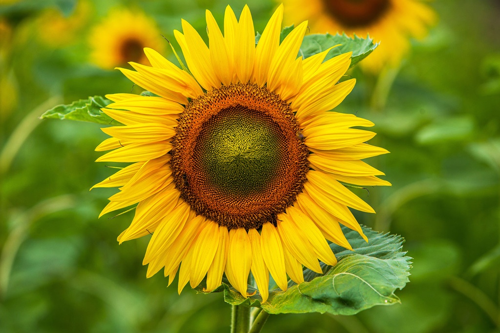 Long Lasting Sunflower Genetics