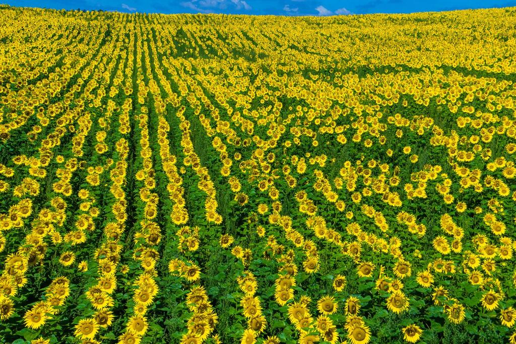 Sunflower Field Breeding Survival