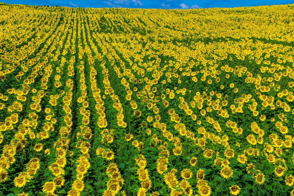 Sunflower Field Breeding Survival