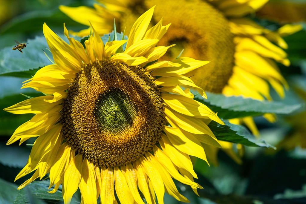 Climate Resilient Sunflower Breeding