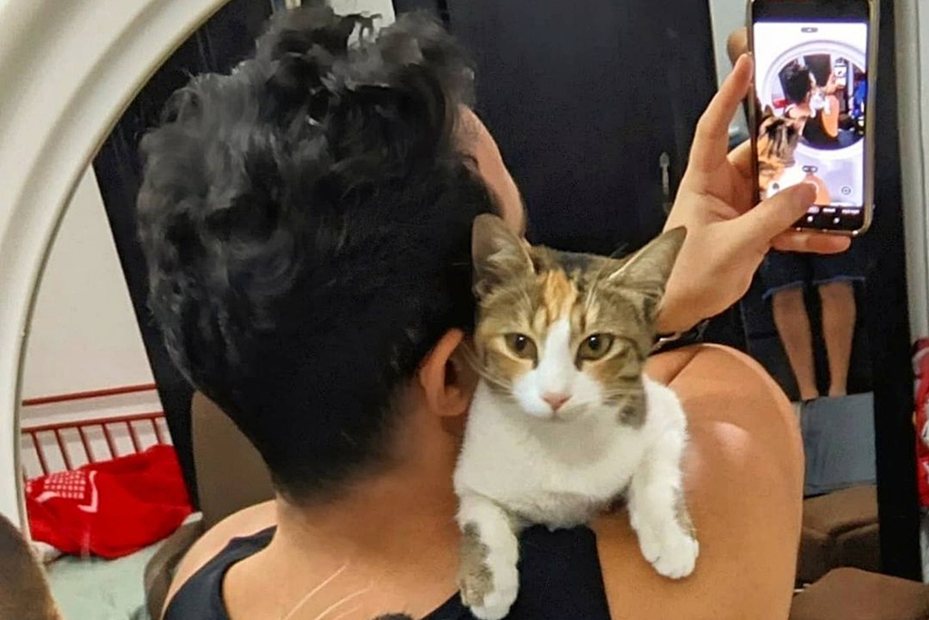 Cat Rescue Kuwait Basil 