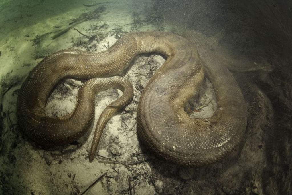 Largest Anaconda Brazil Record