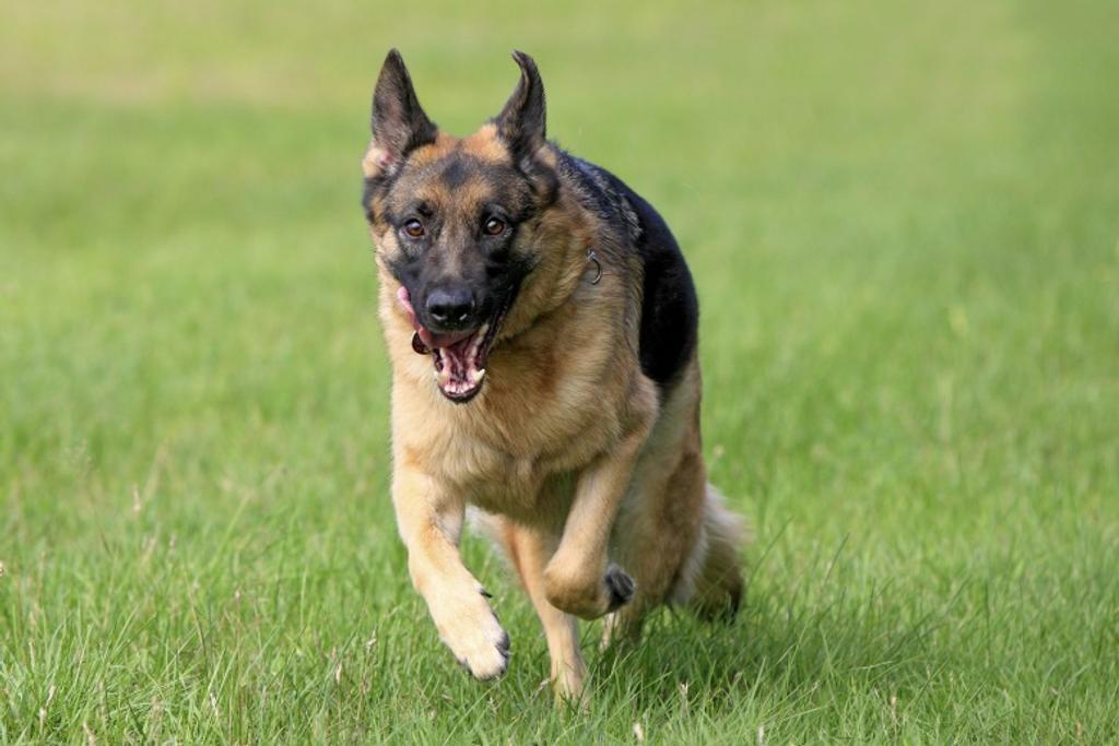 German Shepherd, Dangerous dog