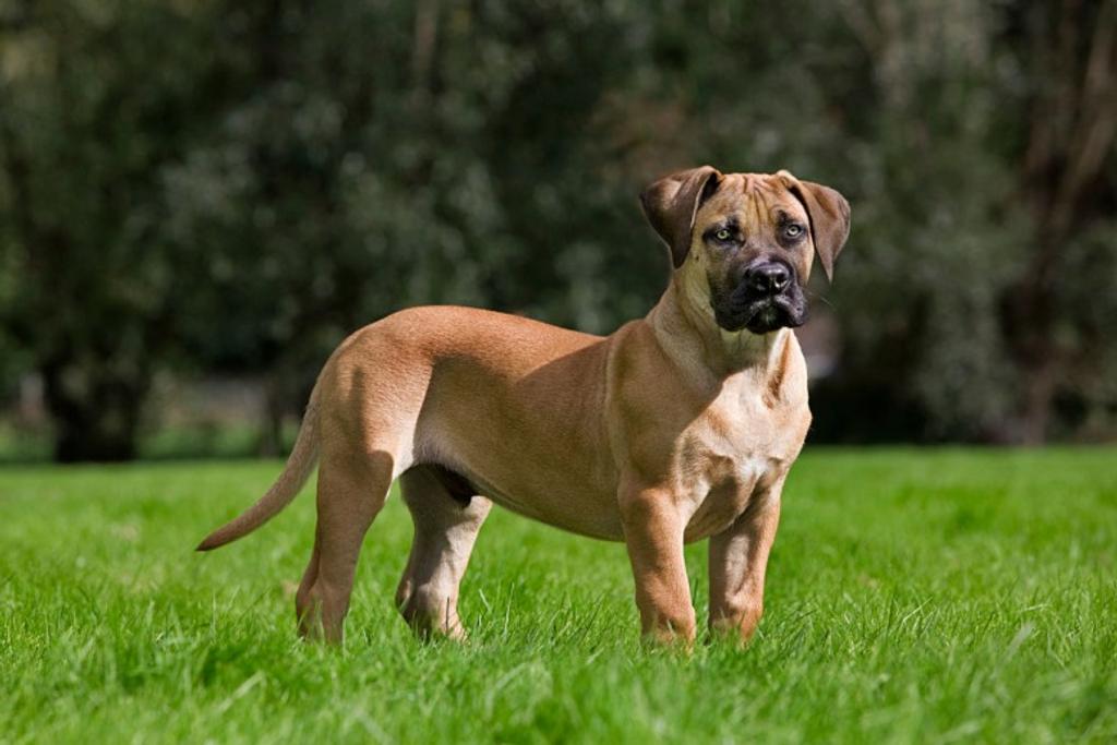 Boerboel, Dangerous dog, breed