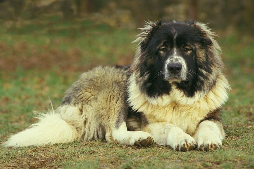 Caucasian Shepherd, Dangerous dog