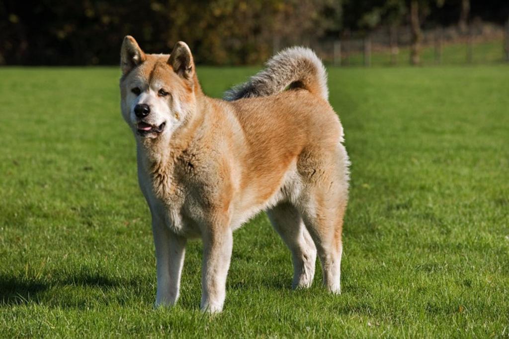 Akita Inu, Dangerous dog