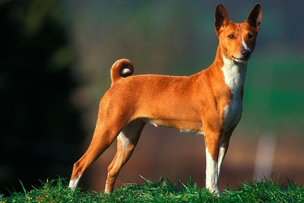 Basenji, Dangerous dog, breed
