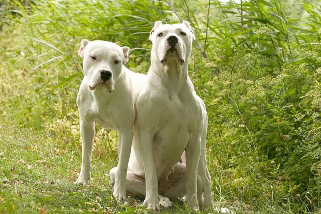 Dogo Argentino, Dangerous breed