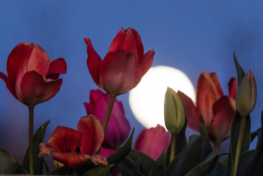 Flower Moon Meaning, Eclipse