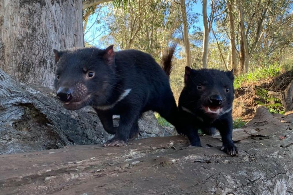Tasmanian Devil Birth Australia