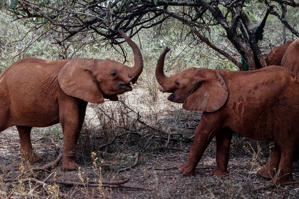 Elephant Behavior Communication Language