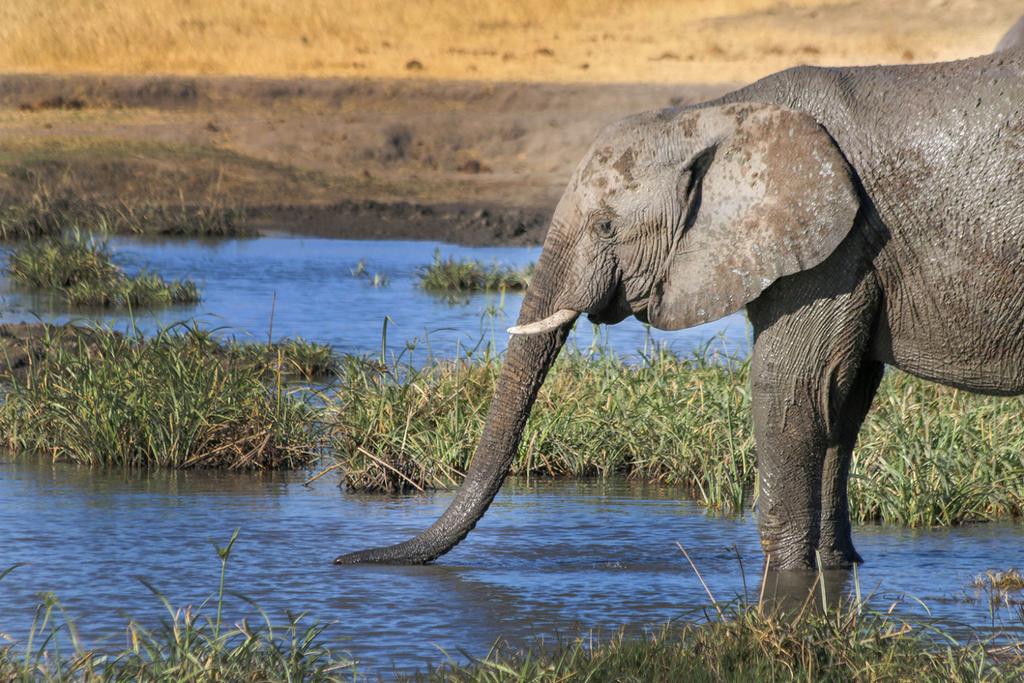 African Elephant Language Communication