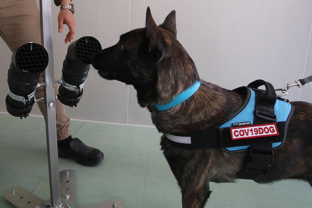 Coronavirus Testing Dog Study