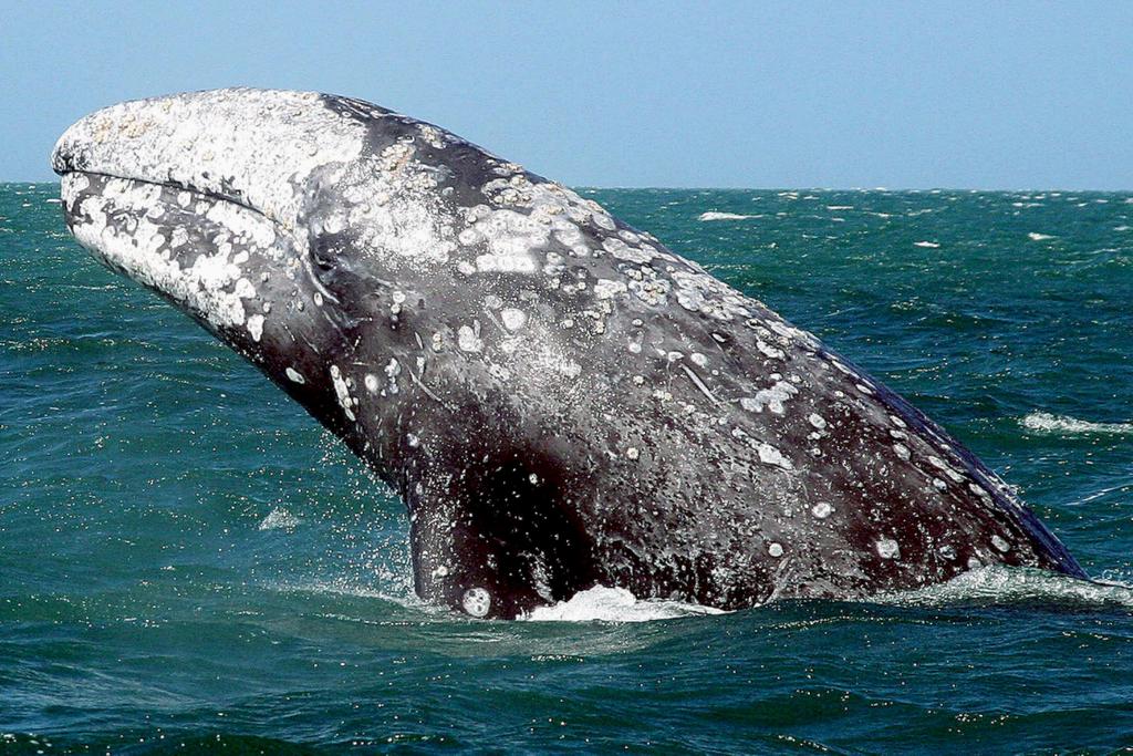 Gray Whale World Record