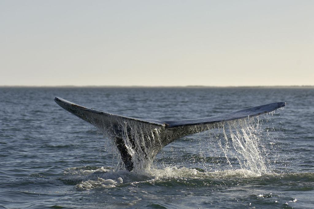 Whale Swam Across World 