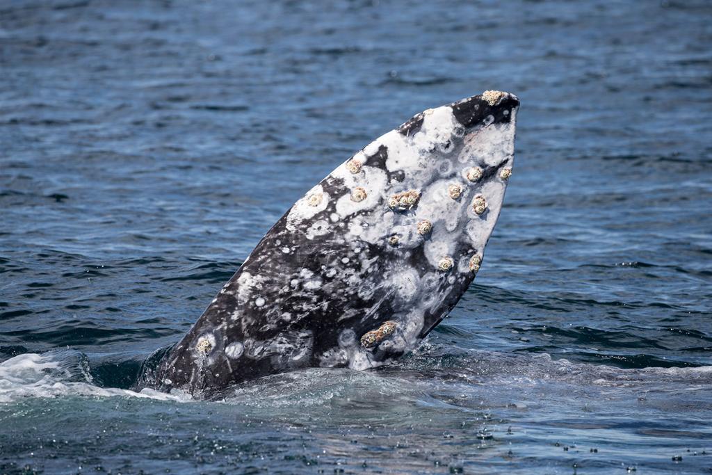 Male Grey Whale Record