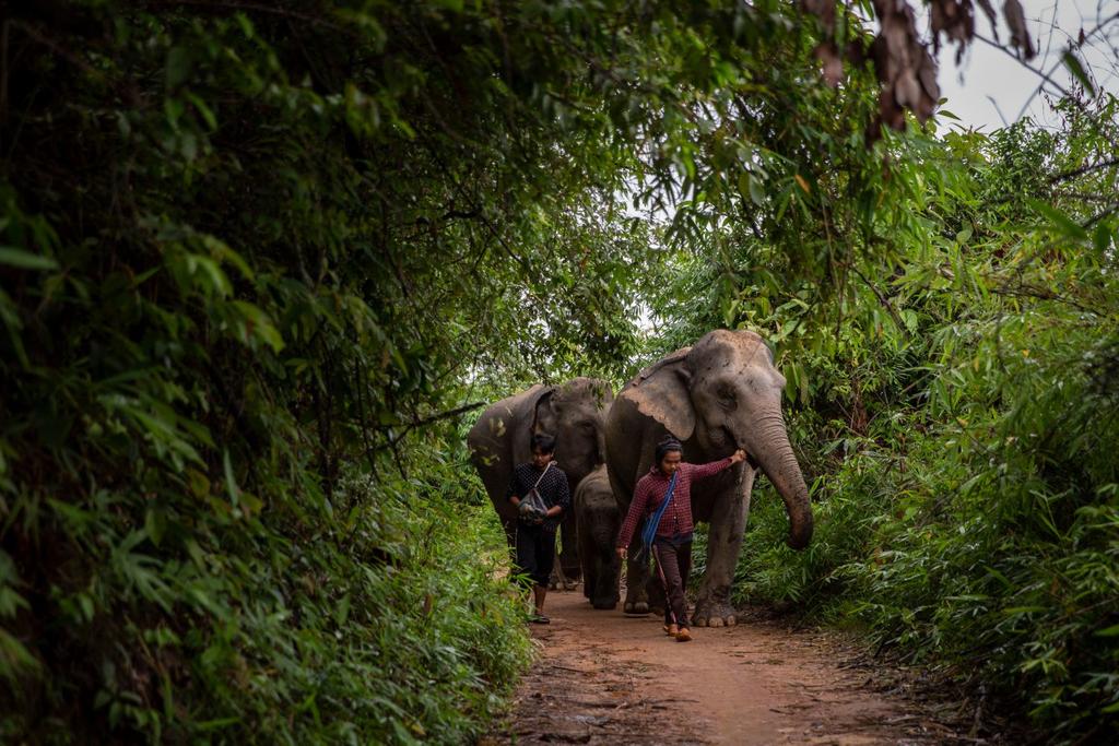 thailand elephant tourism covid