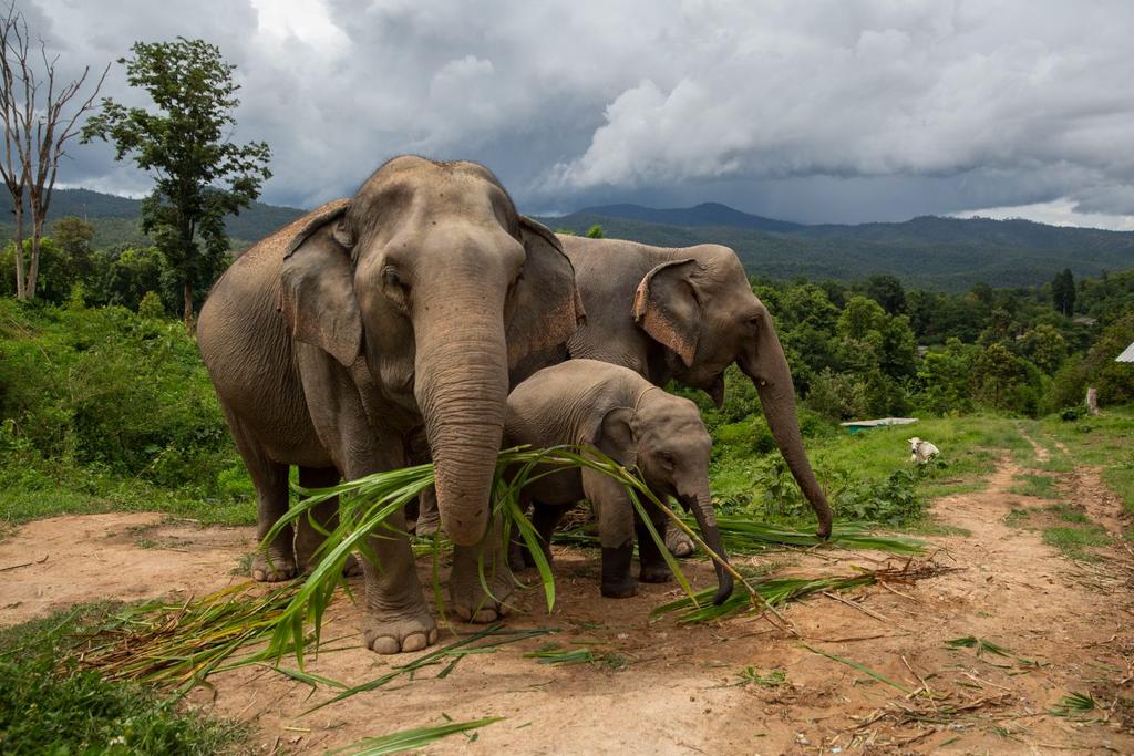 thailand elephants covid industry