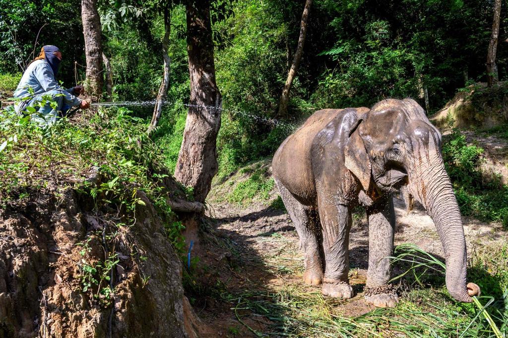 thailand elephant sanctuary covid