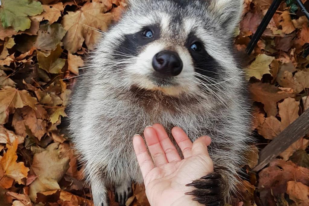 Raccoon Visits Rescue Family
