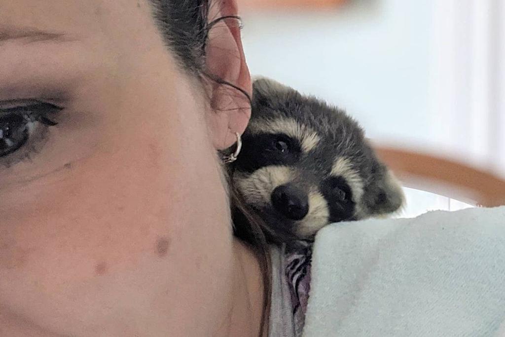 Little Hands Raccoon Orphan